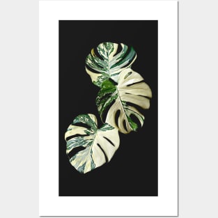 MONSTERA THAI CONSTELLATION MUTATION Posters and Art